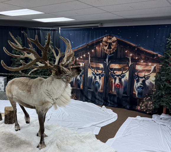 Live reindeer